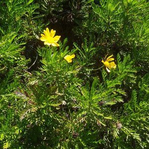 10 Euryops african bush daisy plant yellow flower cuttings